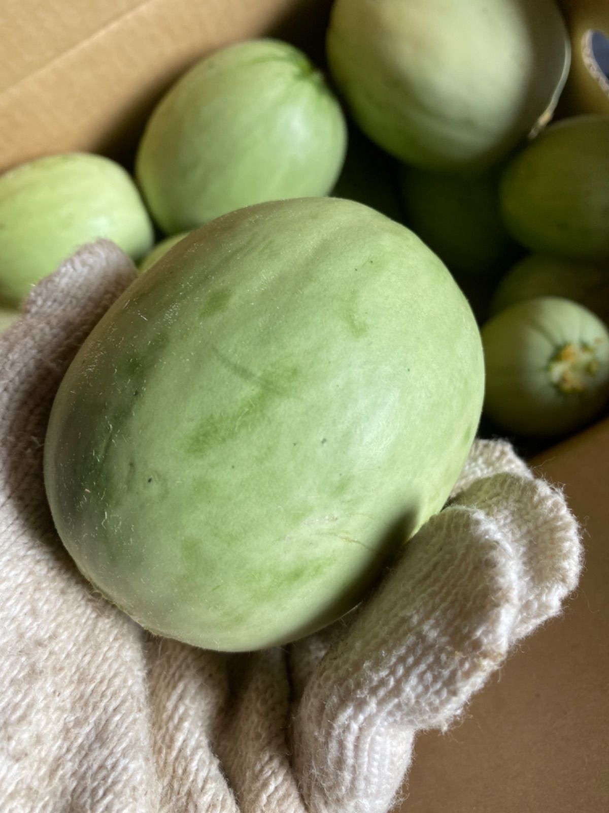 メルカリshops 北海道産 摘果メロン 漬物用メロン 箱抜き4キロ超