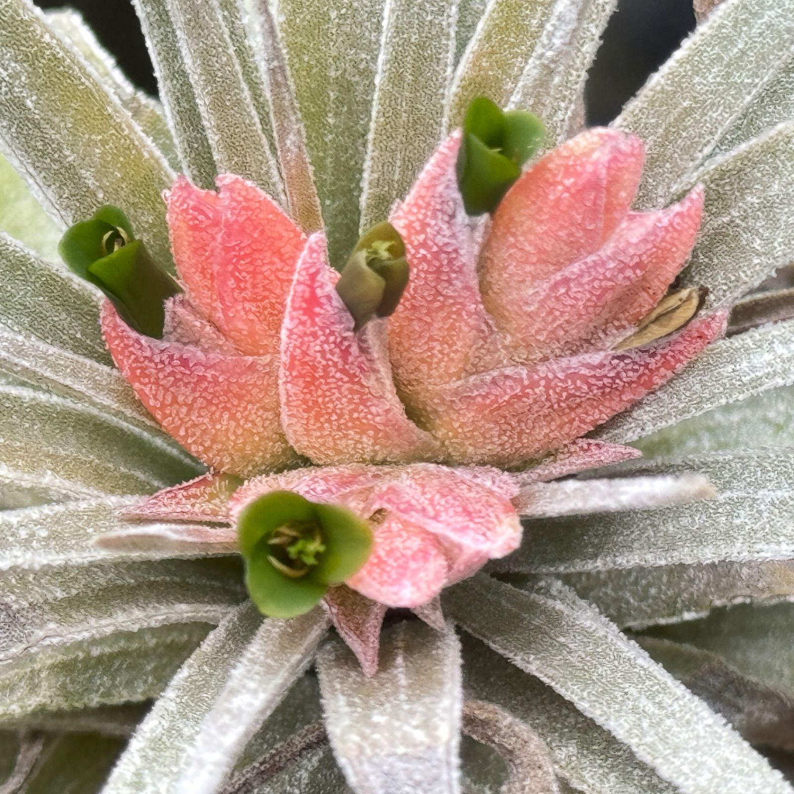チランジア モーリアナ　 Tillandsia 子株＊ チランジア モーリアナ(モウリアナ) Tillandsia mauryana＊エア