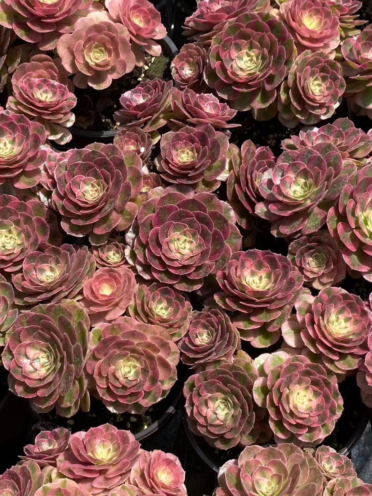 新入荷 万白錦 ZM1674×16鉢 抜き苗 多肉植物 アエオニウム エケベリア