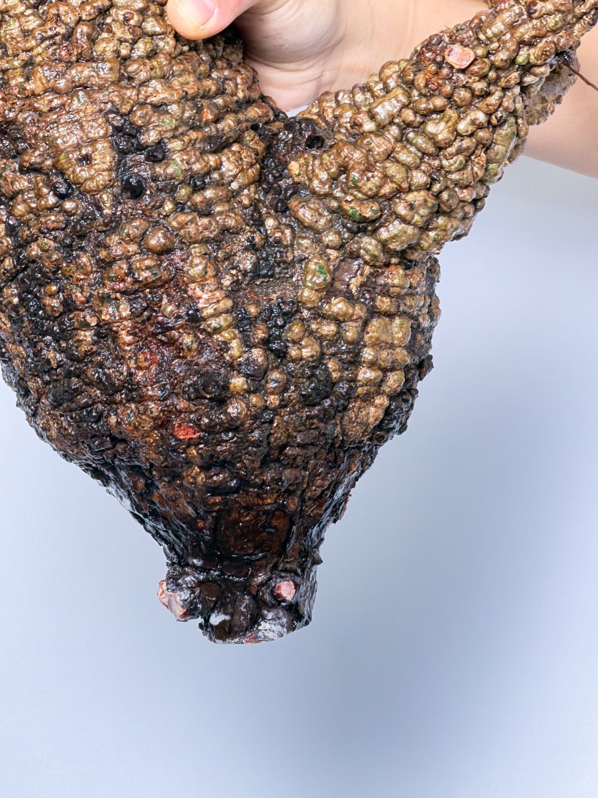 マダガスカル選抜株 Operculicarya