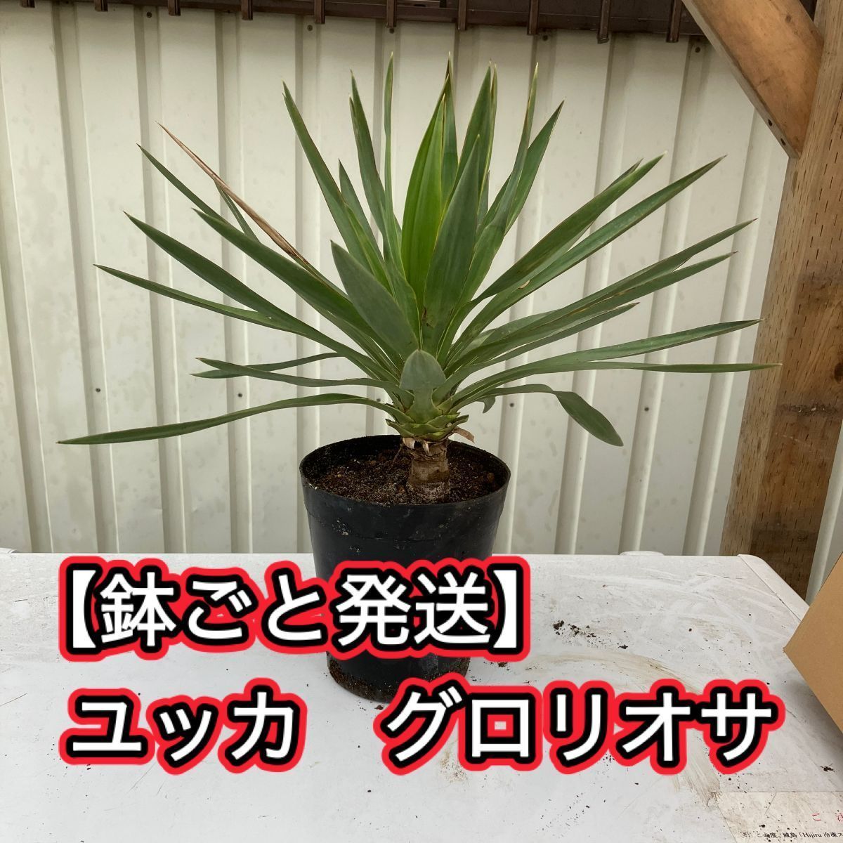 鉢ごと発送】ユッカ グロリオサ Yucca gloriosa - PALM TREE STORE