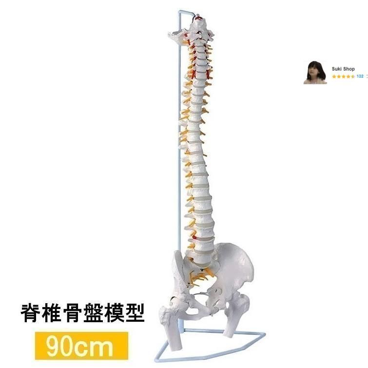 人体模型 骨 等身大 脊椎 模型 実物大 90センチ 脊髄骨盤模型