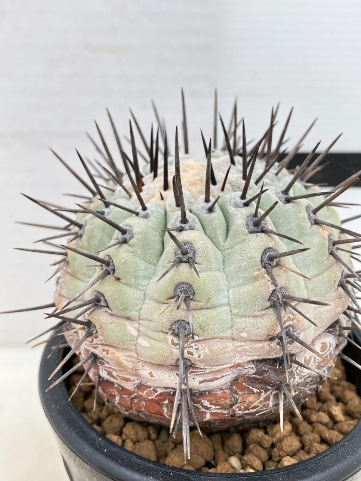 8574 「サボテン」コピアポア シネレア 黒王丸 植え【少し発根開始・多肉植物・Copiapoa cinerea・希少株・美株】 - メルカリ