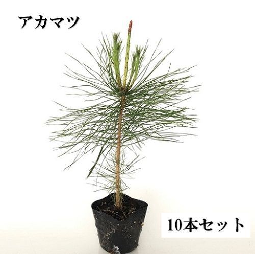 クロマツ 樹高0.5m前後 10.5cmポット （160本セット）（送料無料） 苗 涼し 植木