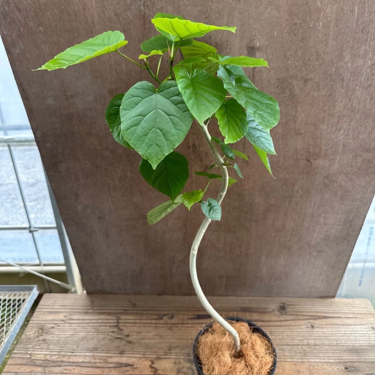 フィカス ウンベラータ 曲がり ゴムの木 ゴムの木 ウンベラータ 曲がり