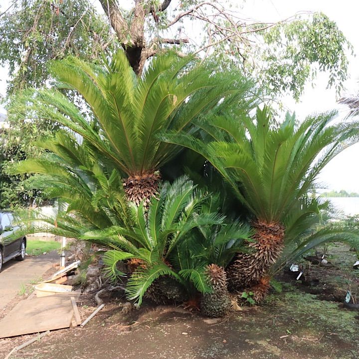 特大】極上ソテツ - メルカリ