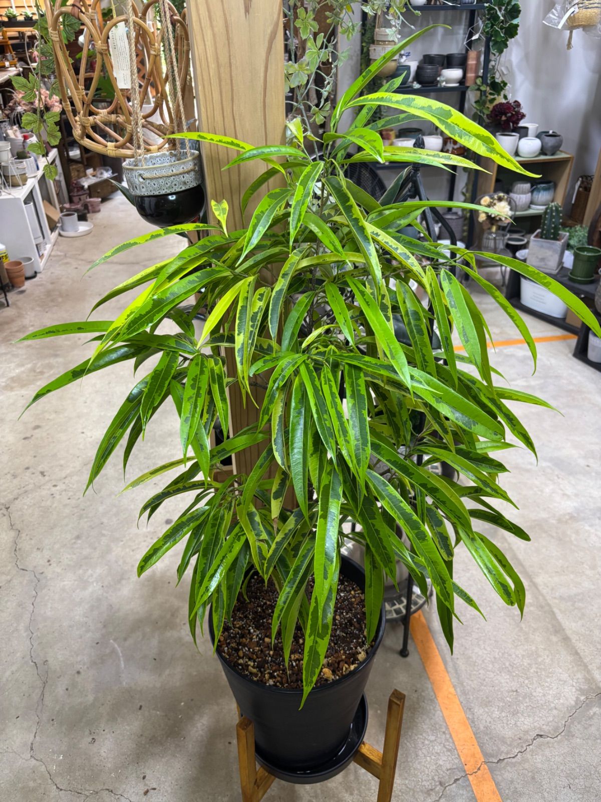 エバーフレッシュ リビングサイズ no12 高さ125cm 観葉植物 本物