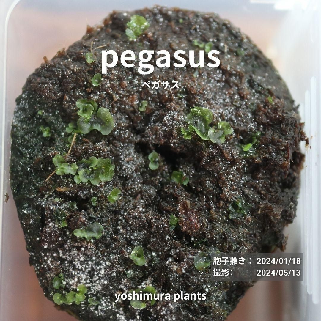 Rise　ビカクシダ　ペガサス　胞子培養　Pegasus spore Rise ビカクシダ ペガサス 胞子培養 Pegasus spore ビカクシダ