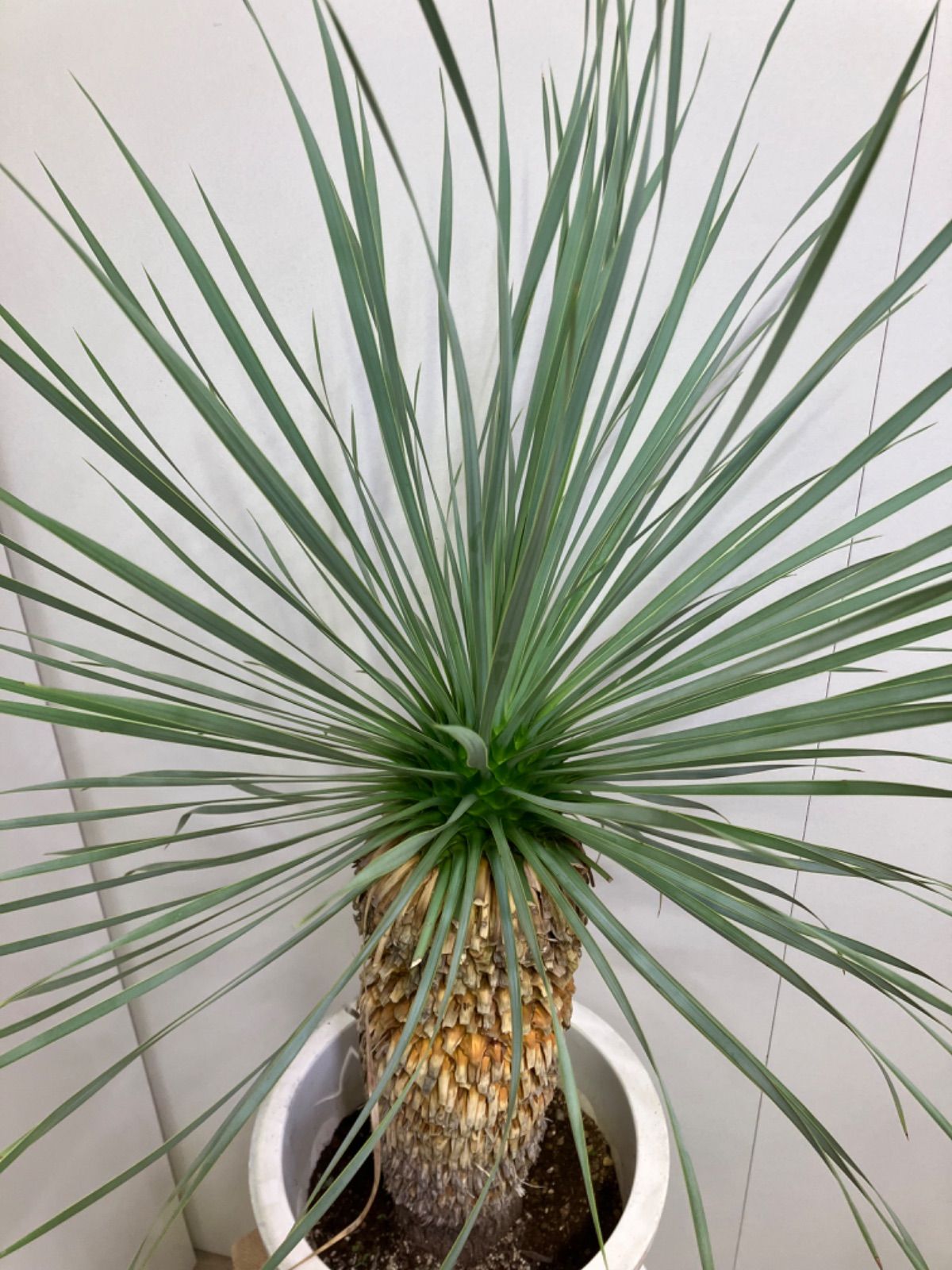 ②ユッカ ロストラータ 8号 鉢のまま メルカリ便で発送 ドライガーデン