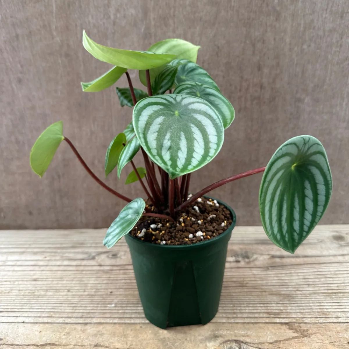 サンプル】ペペロミア サンデルシー Peperomia argyreia コショウ科 サダソウ属 スイカペペロミア 観葉植物 観葉 植物 インテリア  プレゼント おしゃれ かわいい グリーン - メルカリ