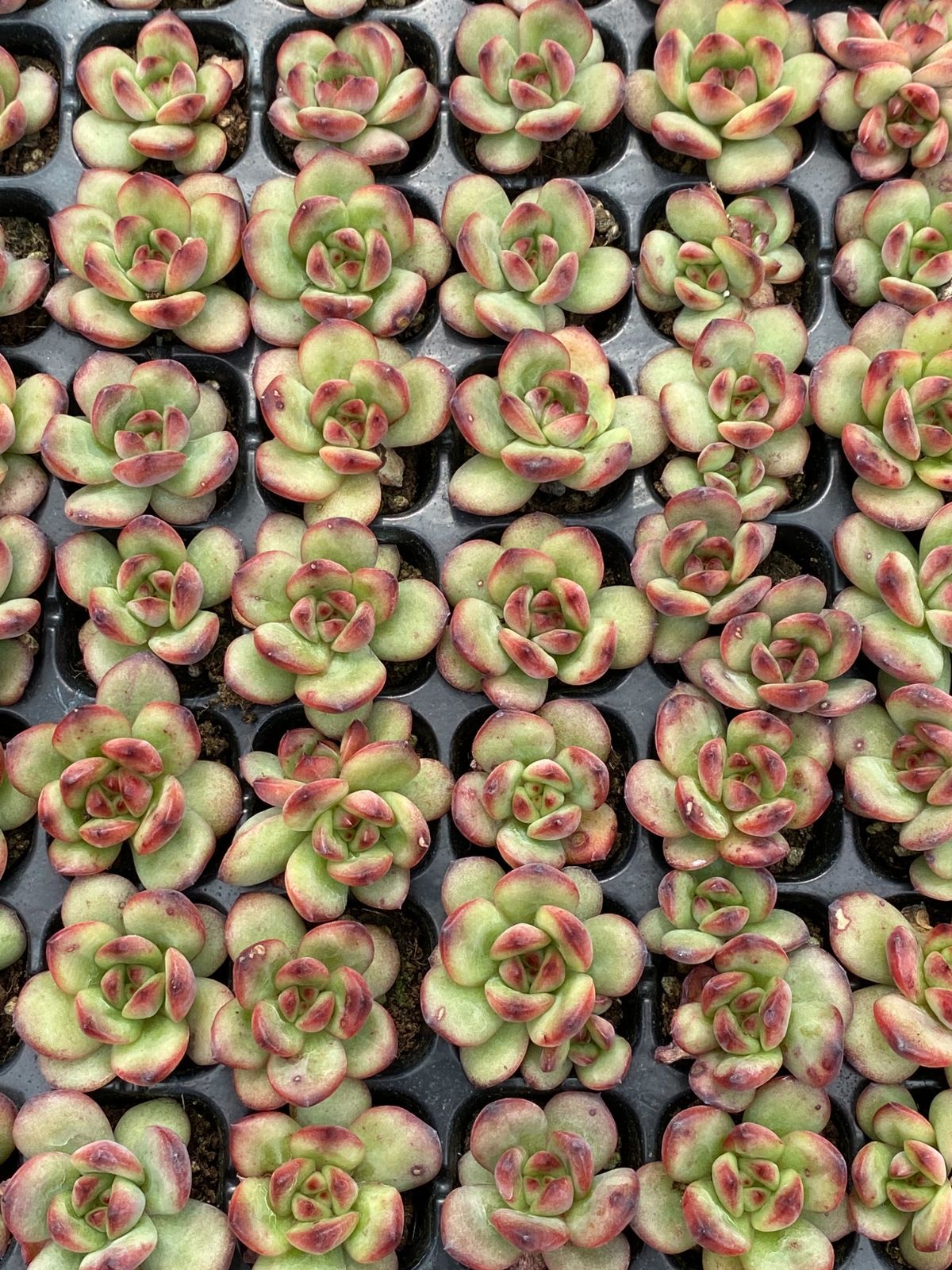 あ*お様 A767-4　ロココ　105苗　多肉植物　土根付き　エケベリア　韓国苗 あ*お様 A767-4 ロココ 105苗 多肉植物 土根付き エケベリア