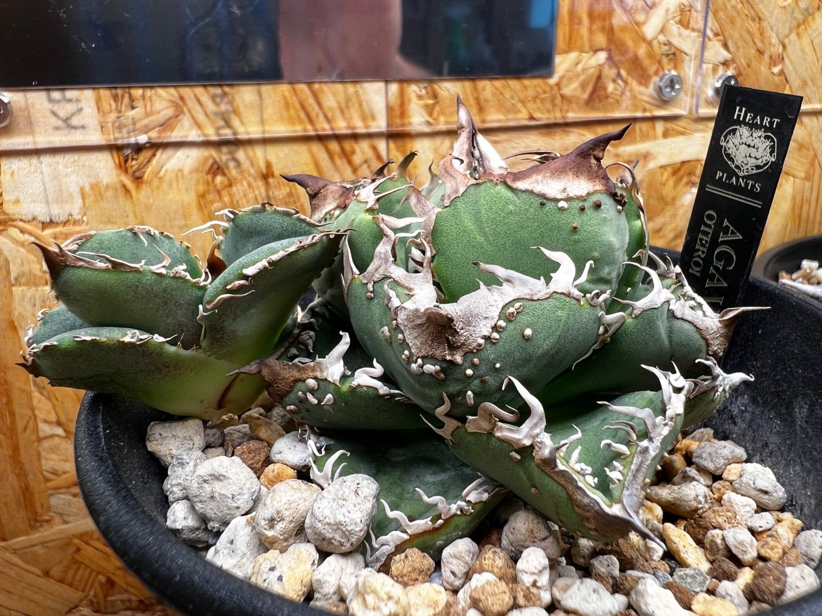 アガベ ぶつぶつ（冰雹、麻花龍… 小株】チタノタ 台湾産 ブツブツ 検