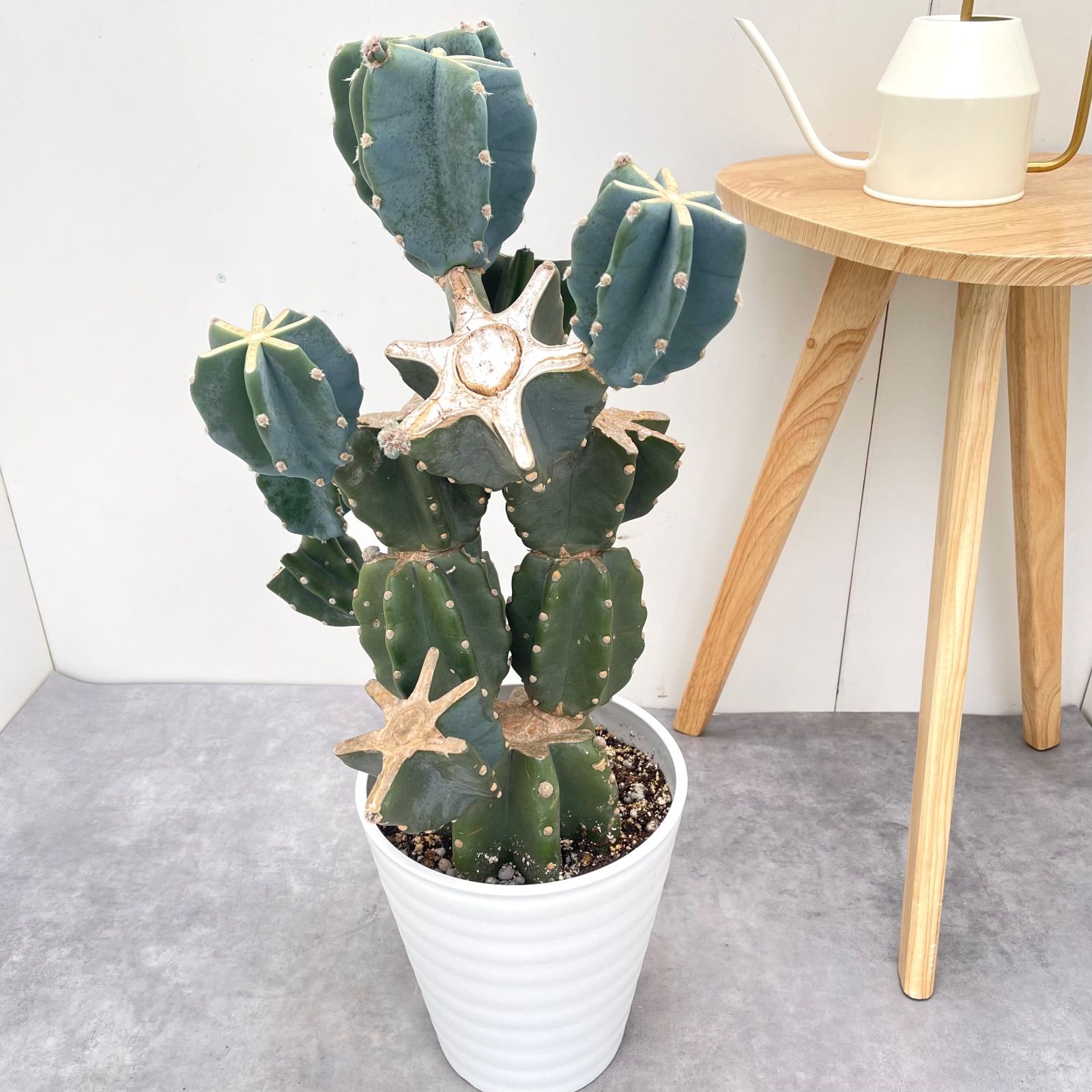 柱サボテン ブランチ 5 現品 観葉植物 室内 ドライガーデン 大型