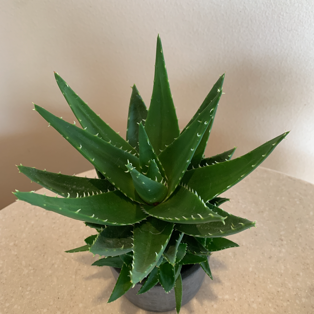 メール便送料無料対応可 新品 未使用 アロエ 不夜城 植物 観葉植物 Www Elite Fitness Es Www Elite Fitness Es