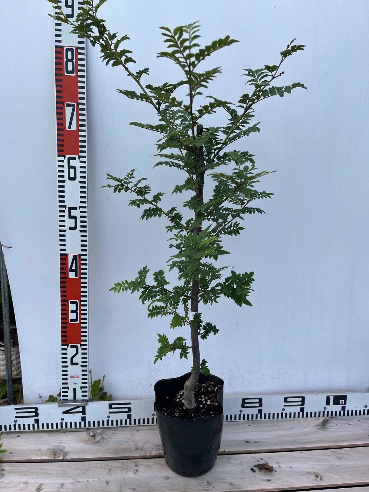 強い山椒苗 /スーパー花山椒5号接木苗・強健台木 - メルカリ