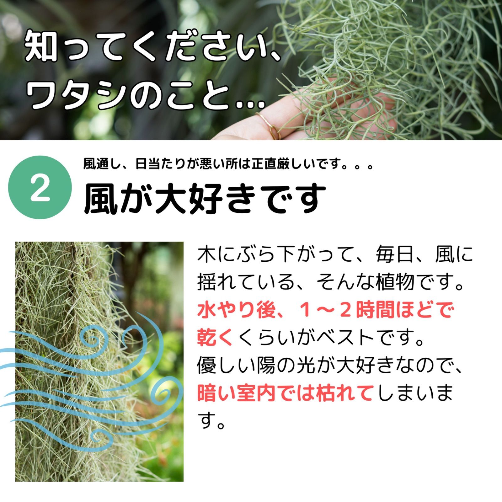 特大サイズのスパニッシュモス（60cm） チランジア エアプランツ ウスネオイデス
