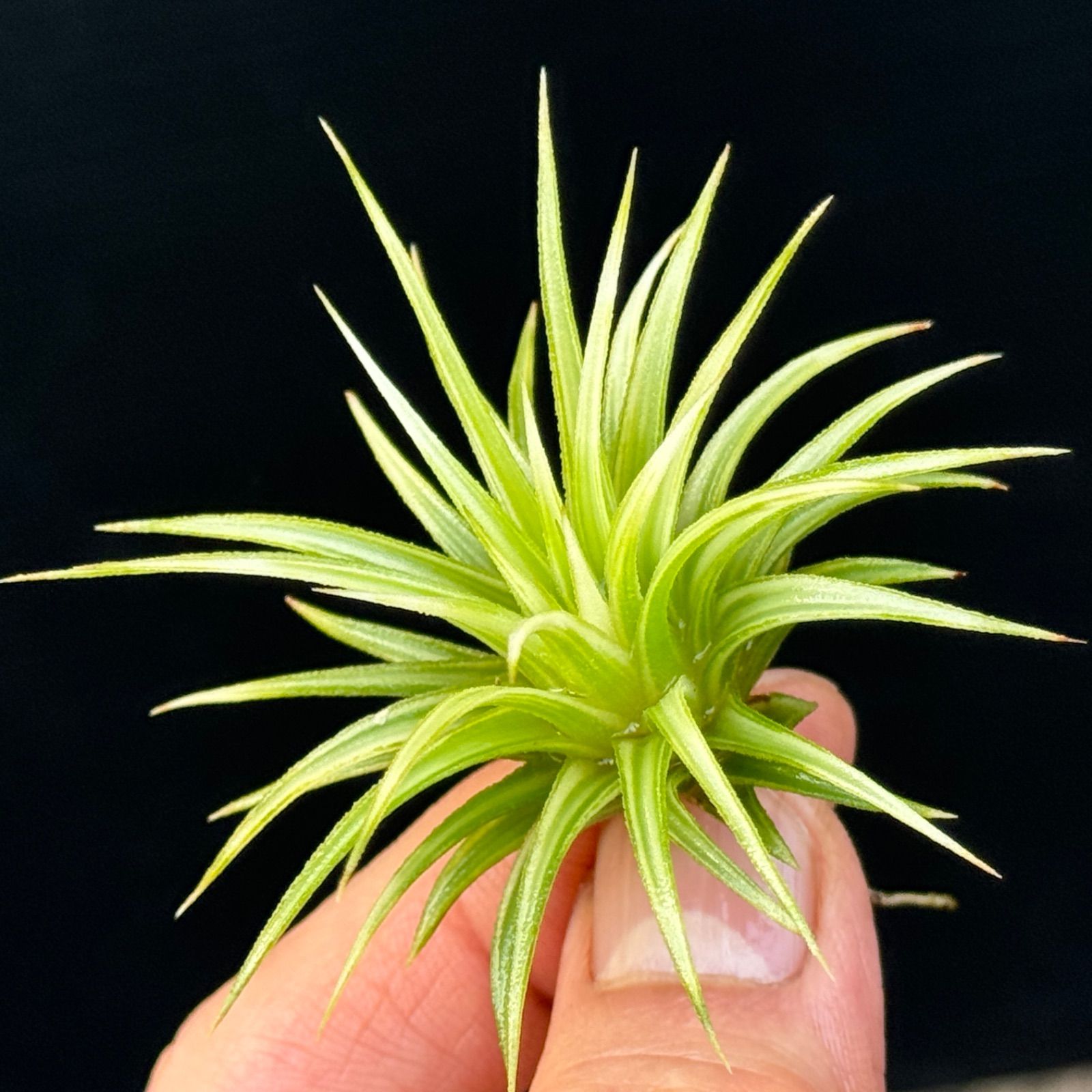 Tillandsia チランジア 欧州産希少種セット 子株