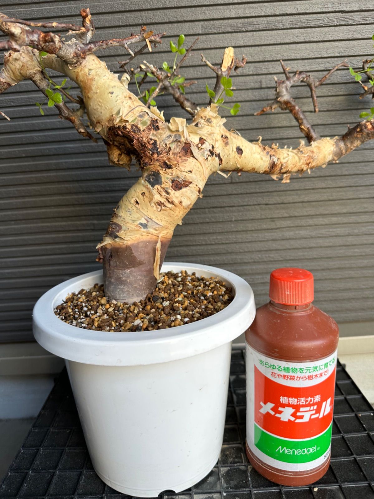 Commiphora kataf pure コミフォラ ピュアカタフ 発根済現地株 2