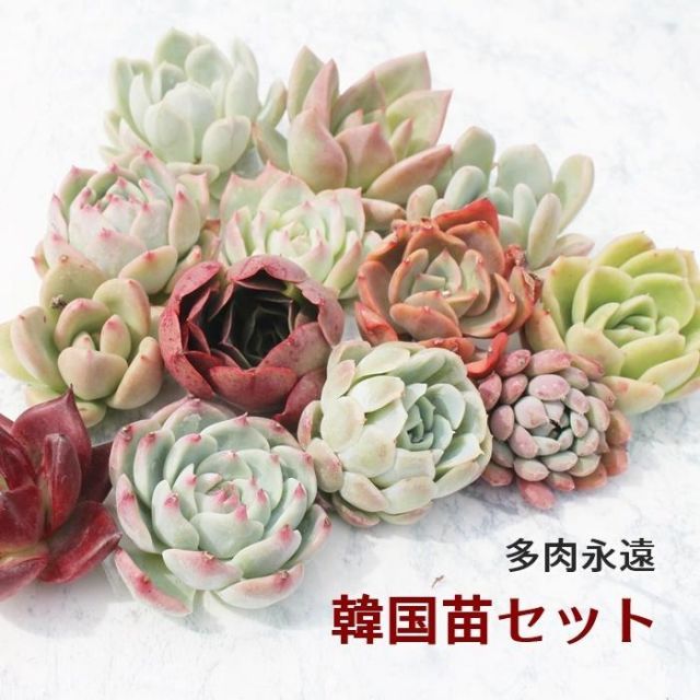 新作人気 韓国苗 エケベリア S～M 多肉植物 アソート おまかせ5種類セット エケベリア・セダム