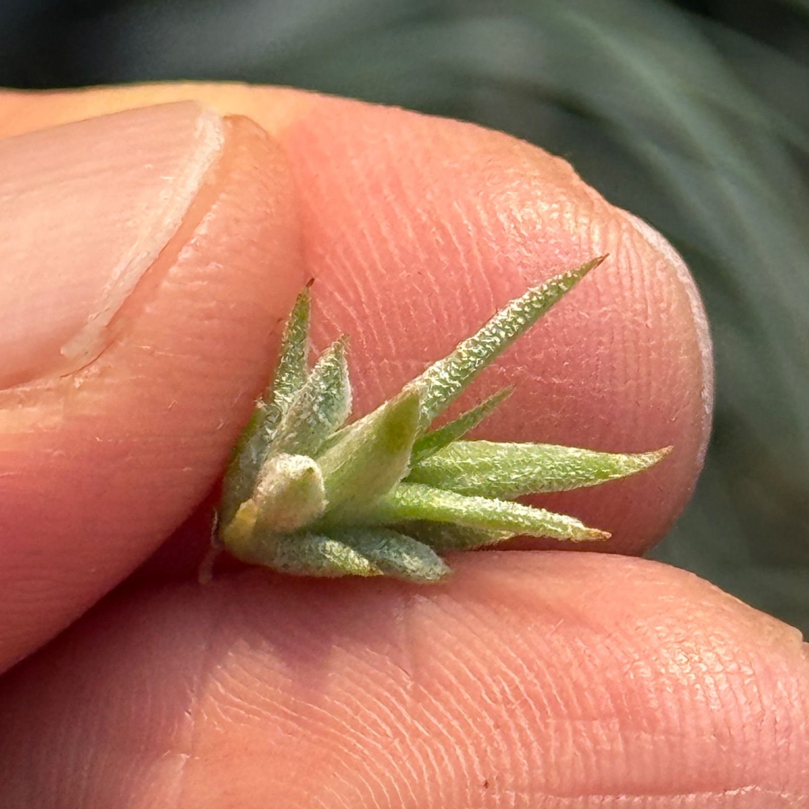Tillandsia Hedgehog 速達発送 Tillandsia chapeuensis 速達発送 - メルカリ