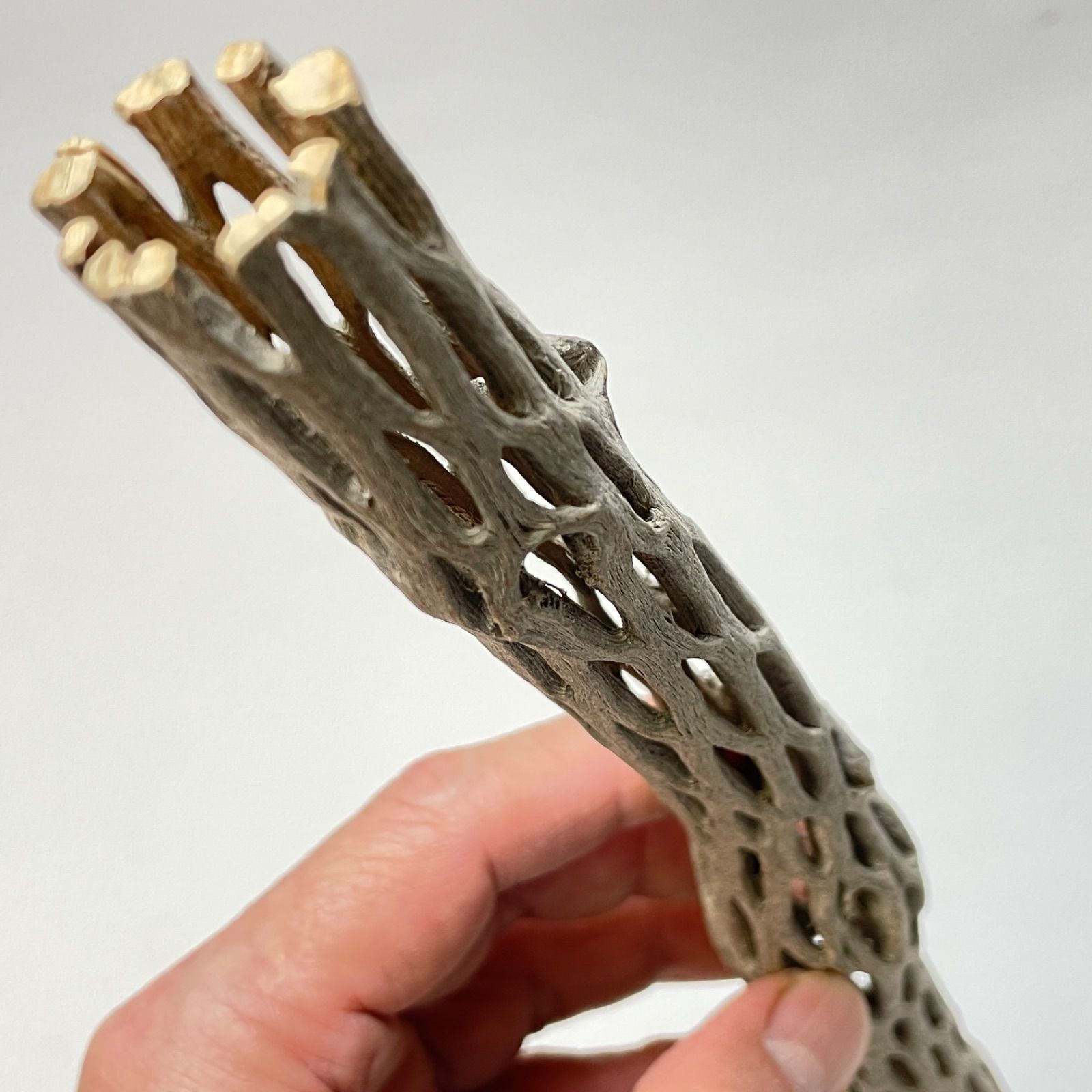 長さ約30.5cm×最大直径φ約2.4cm＊カクタススケルトン1本