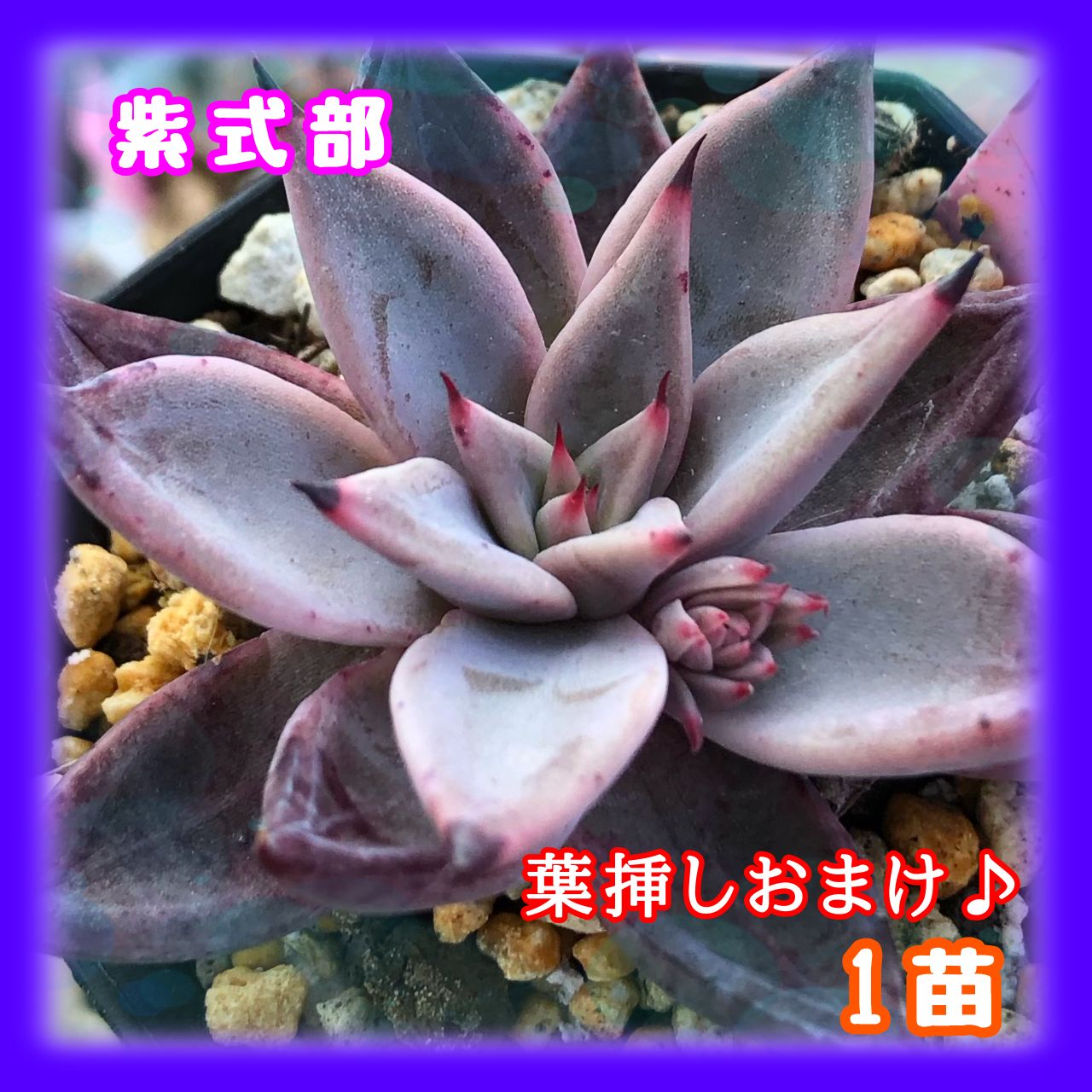 多肉植物 紫式部 抜き苗 1苗 エケベリア - 黒猫yu-ri【多肉植物