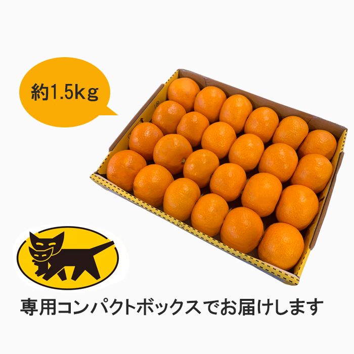 高知県産】山北みかん【お試しセット】 - メルカリ
