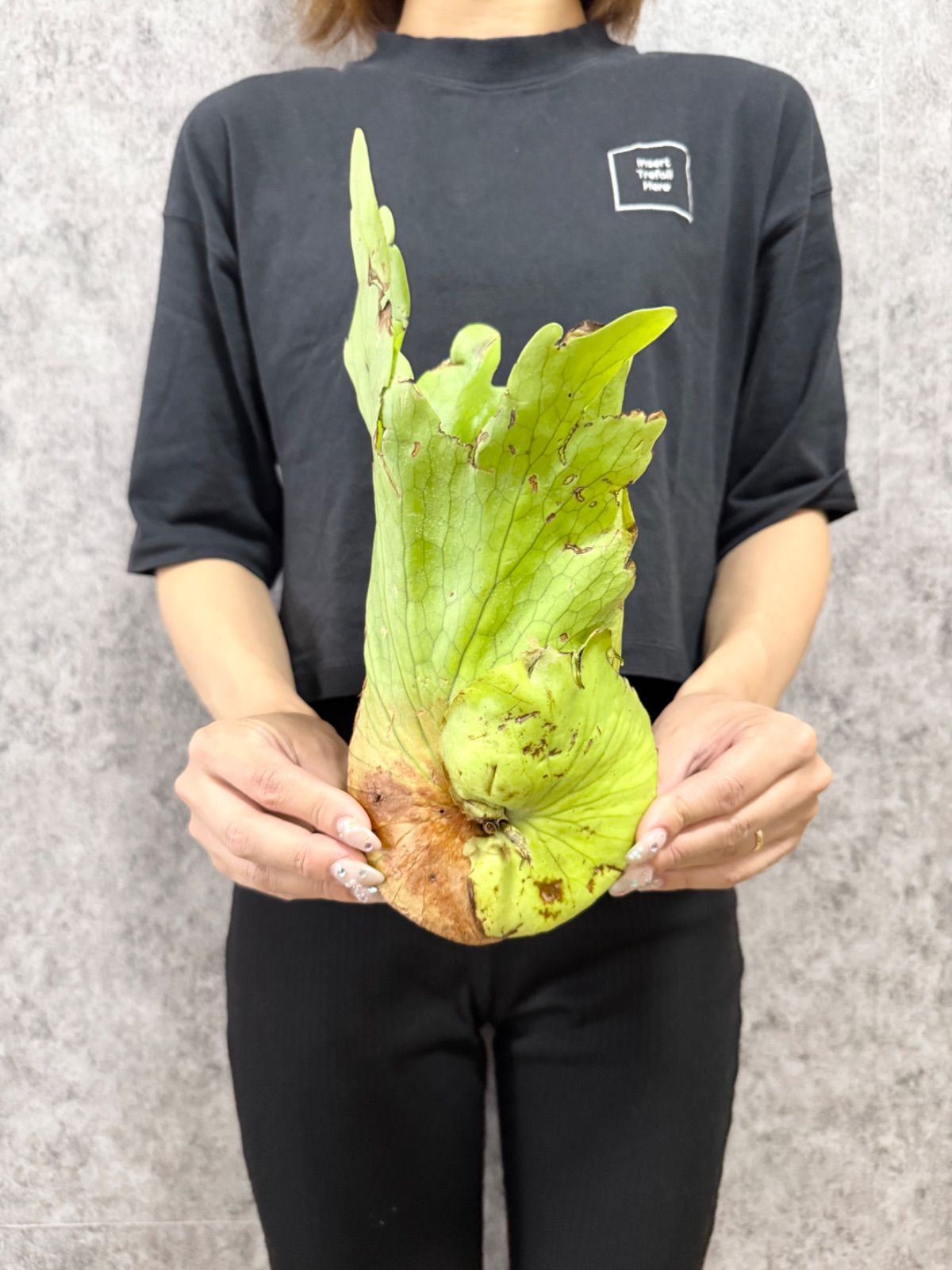 d*k様 A01 ビカクシダ コロナリウム ワイルド(大きいサイズ) 輸入直後!! ▽P.coronarium Wild Bengkulu ▽ B49 コロナリウム