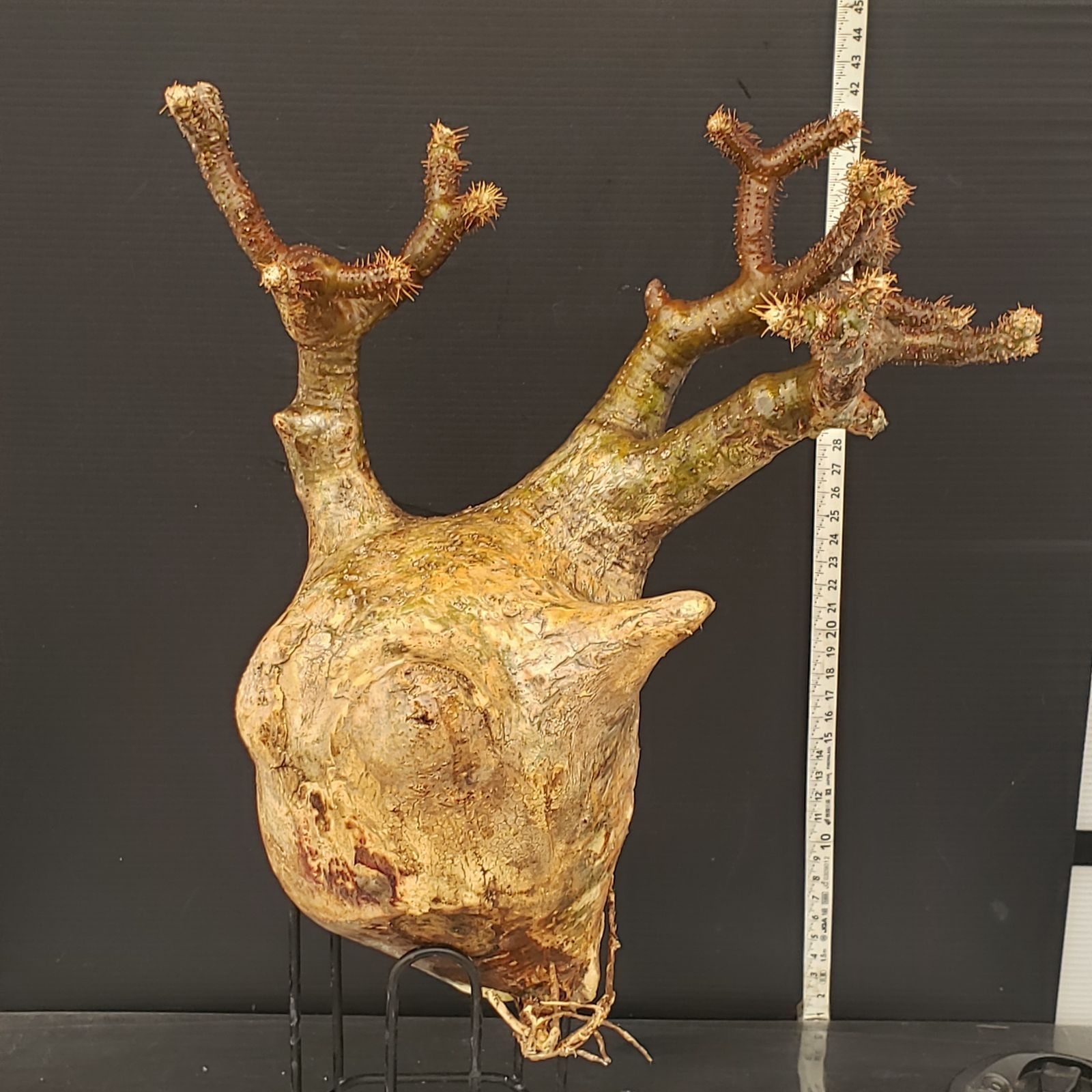 J567【最新到着】Pachypodium グラキリス（L）（現地球・抜き苗