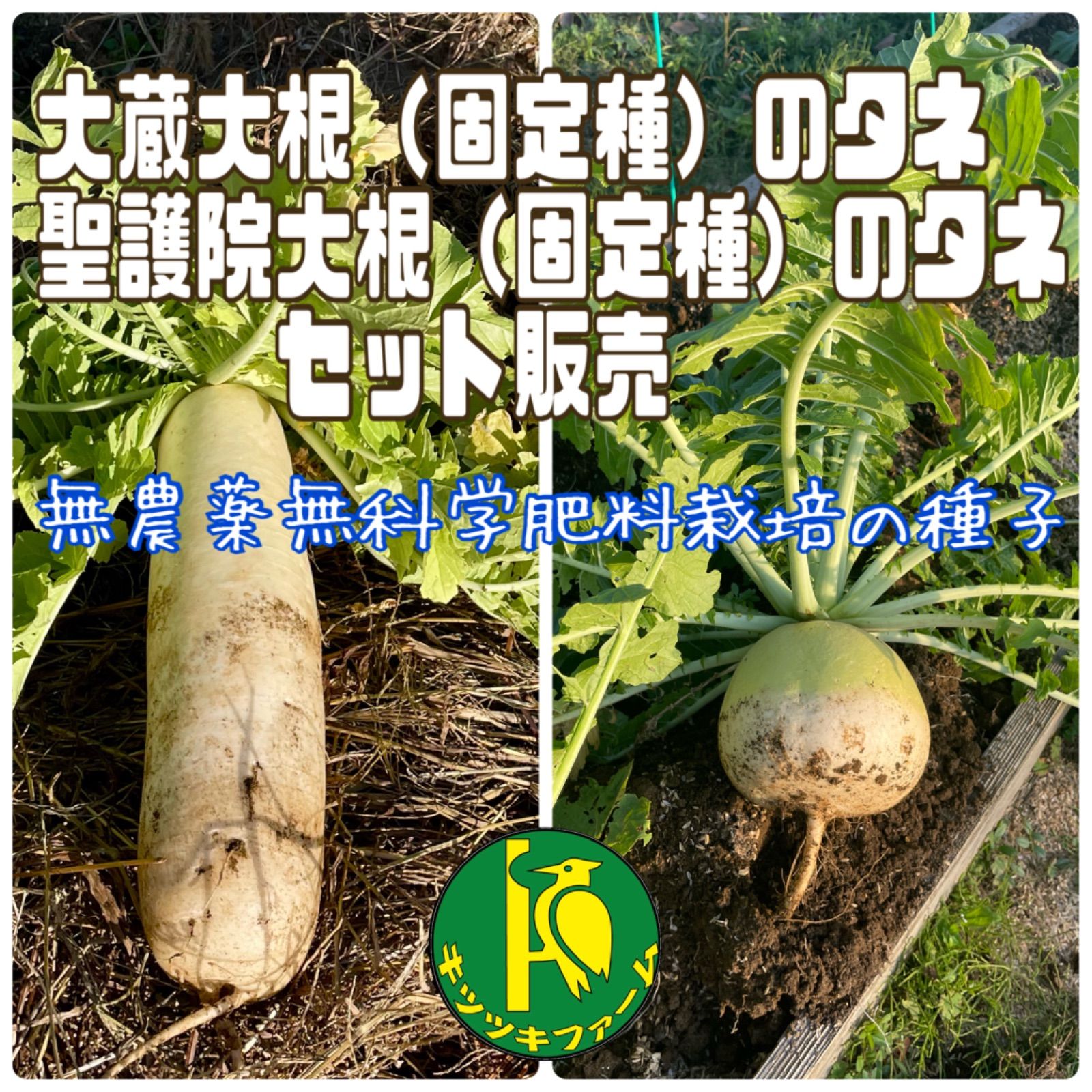 大蔵大根のタネと聖護院大根のタネ 各40粒 固定種の種子セット販売 - メルカリ
