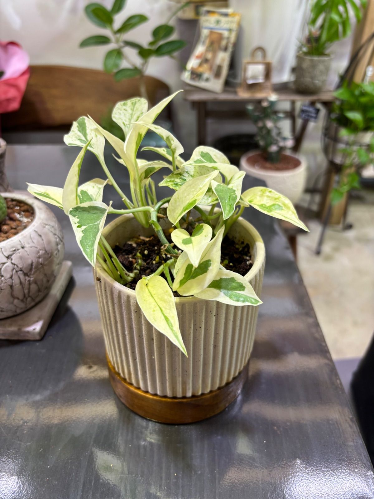 ポトス・エクセレント 陶器鉢植え 観葉植物 インテリア グリーン