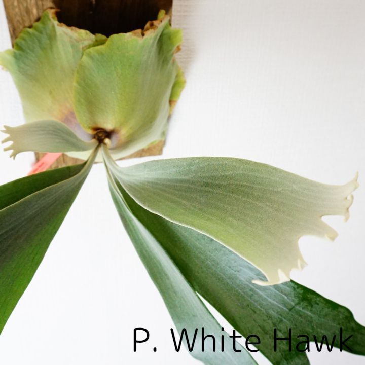 ビガクシダ P.White Hawk ホワイトホーク (子株) コウモリラン ビガクシダ P.White Hawk ホワイトホーク (子株) コウモリラン