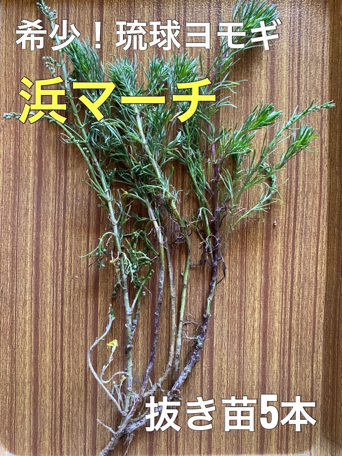 浜マーチ(琉球ヨモギ)沖縄ハーブ抜き苗 - 植物/観葉植物