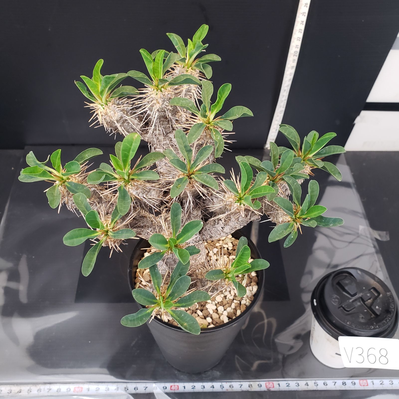 【現品】塊根植物・ギラウミニアウナ 一番分岐が多いメガギラウの植え替え。(写真1〜5枚目) おそらく