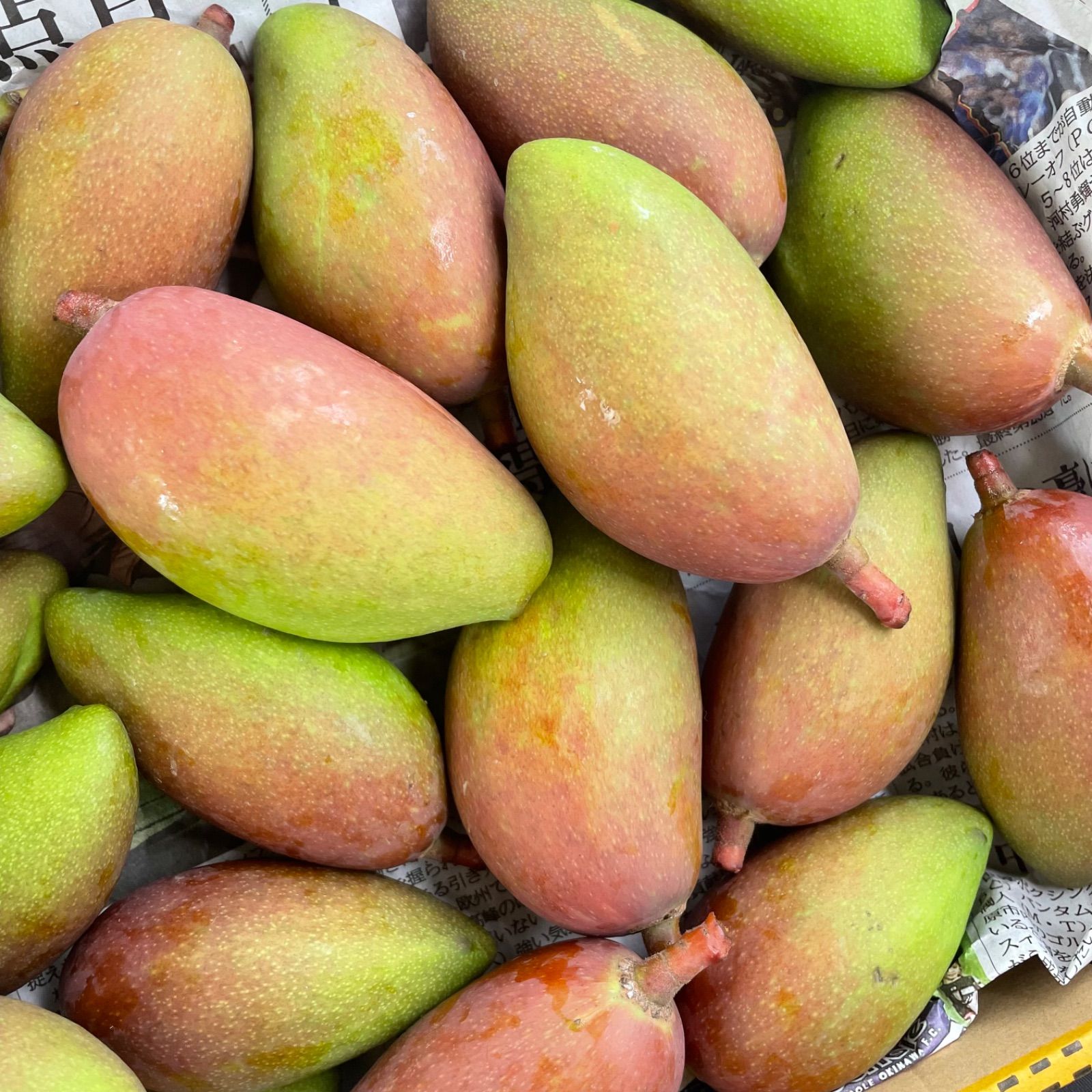 沖縄県産 摘果マンゴー 青マンゴー グリーンマンゴー2kg - メルカリ