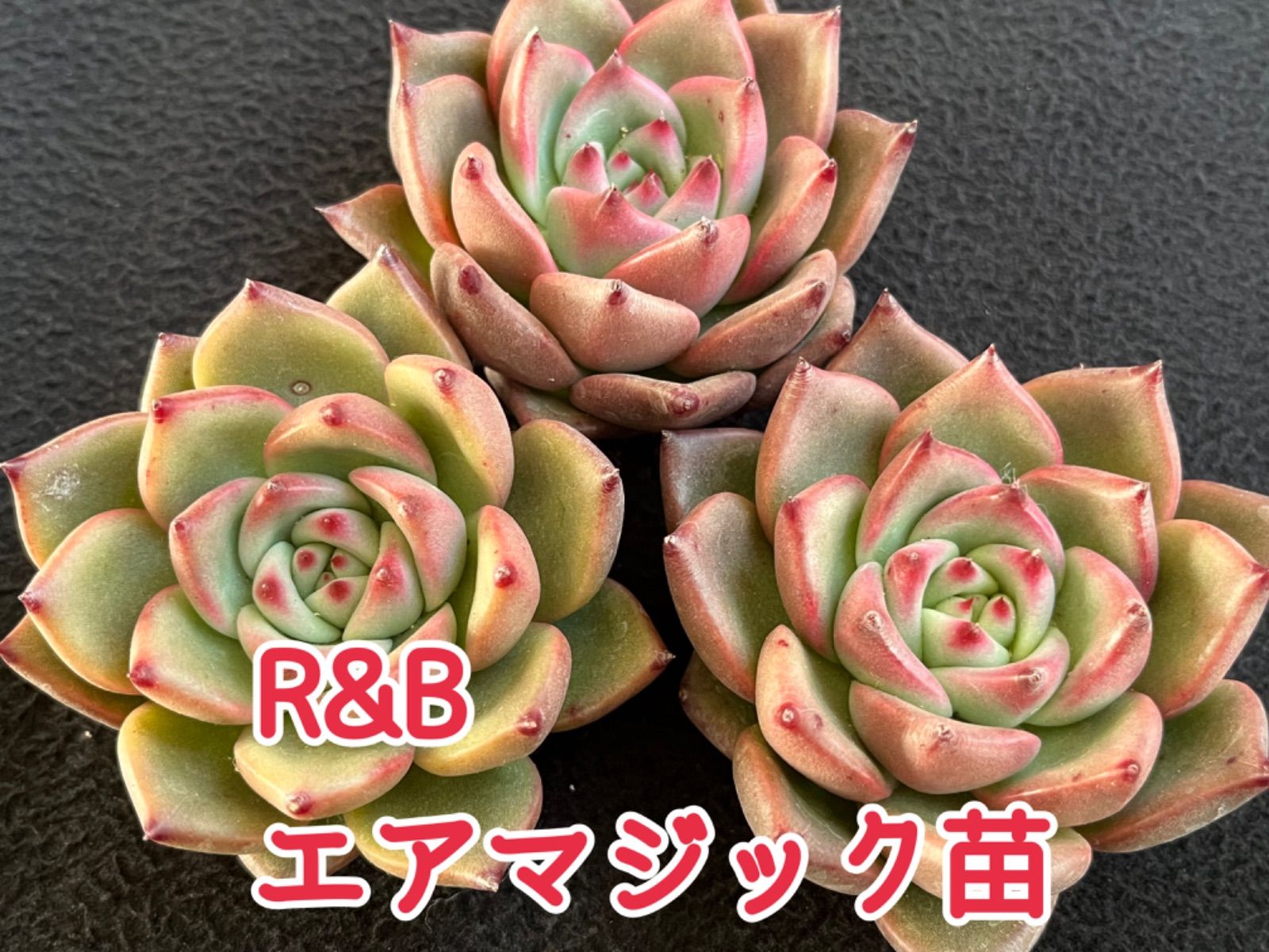 ☆多肉植物 R&B エアマジック苗 エケベリア 韓国苗☆ - メルカリ