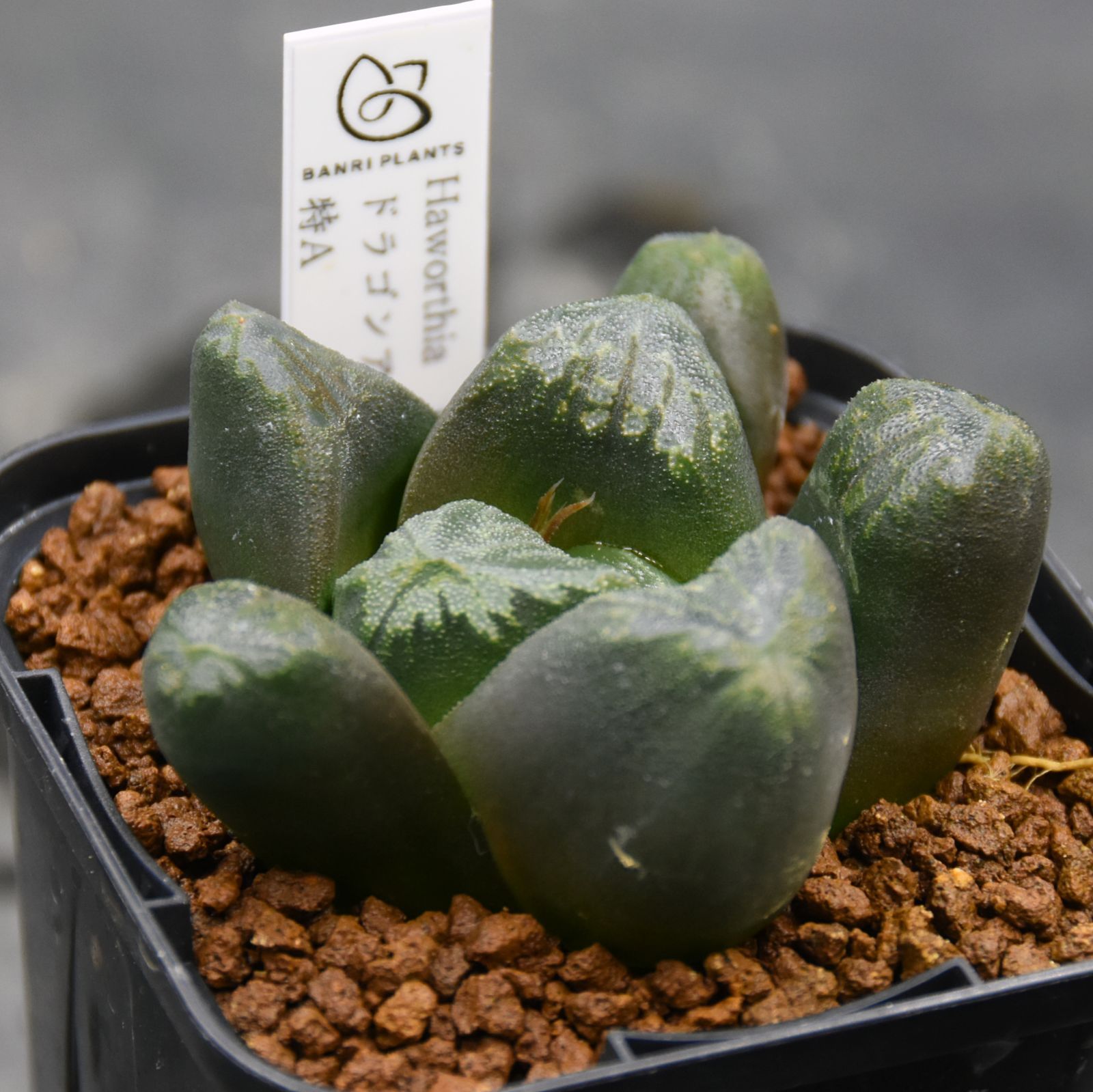 BP』ハオルチア ドラゴンアイ特A - メルカリ