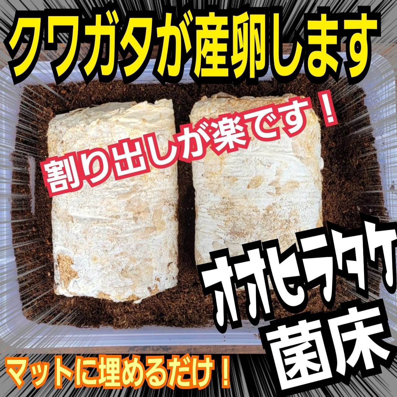 オオヒラタケ菌床ブロッククワガタの産卵材に！カブトムシ幼虫の栄養 