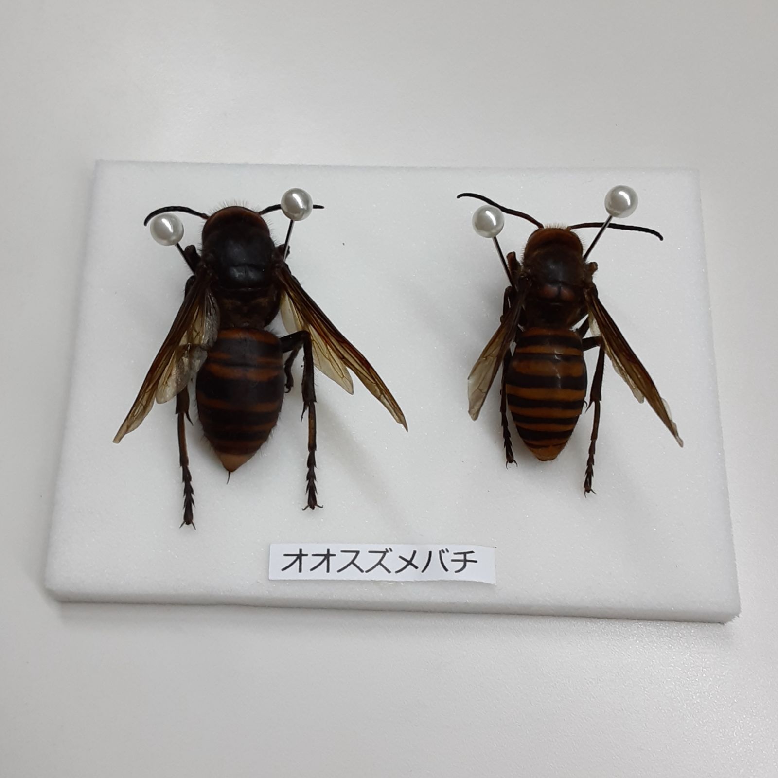 オオスズメバチ 標本 オス ワーカー 2匹セット - メルカリ