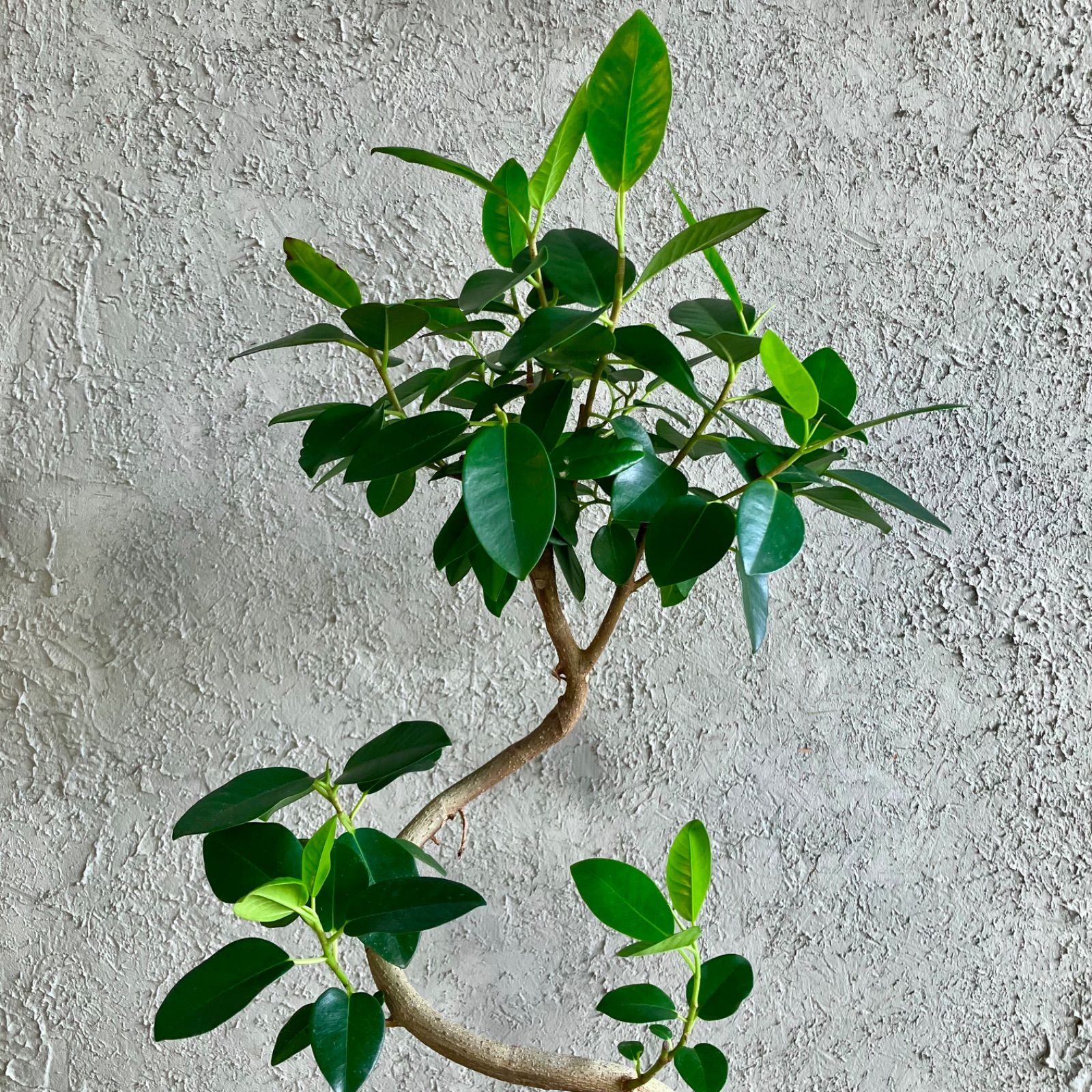 美形 螺旋 曲がり仕立て フィカス フランスゴム 7号 テラコッタ性