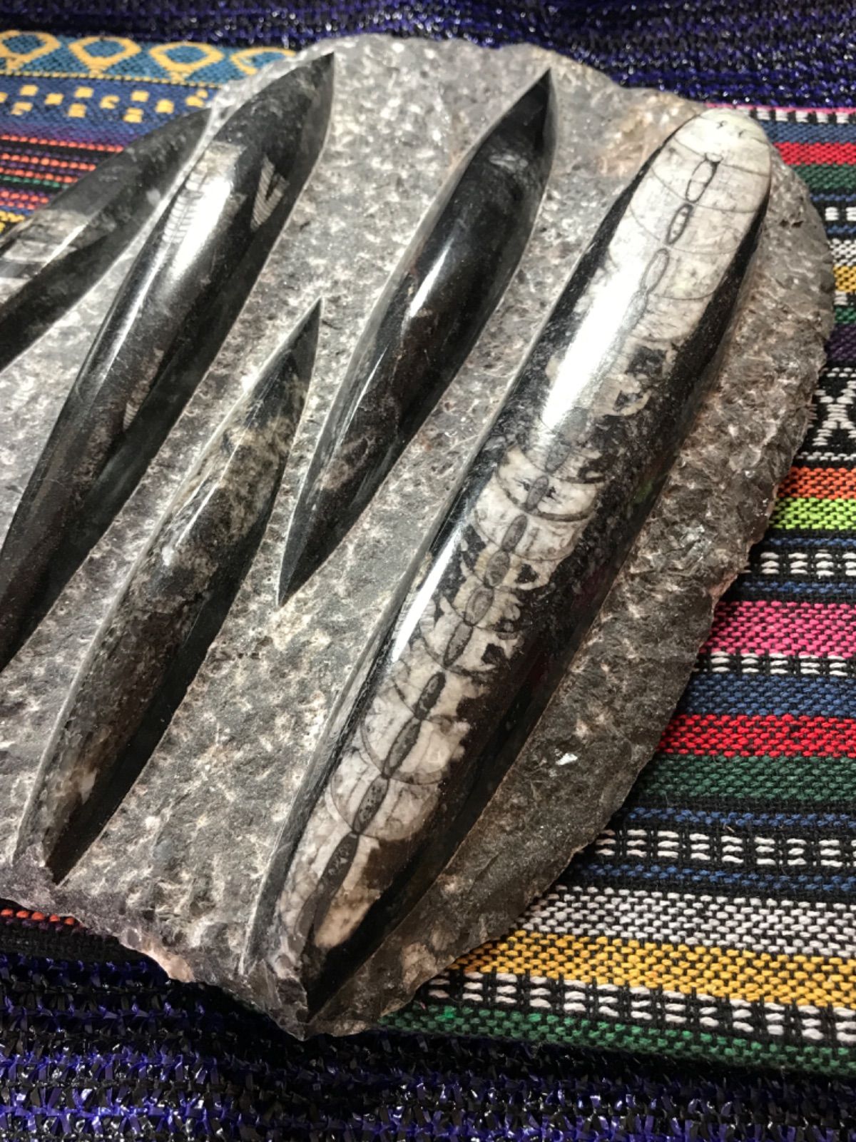 ◉モロッコ産【オルソセラス群/直角貝群】古生代デボン紀/約5億〜2億5