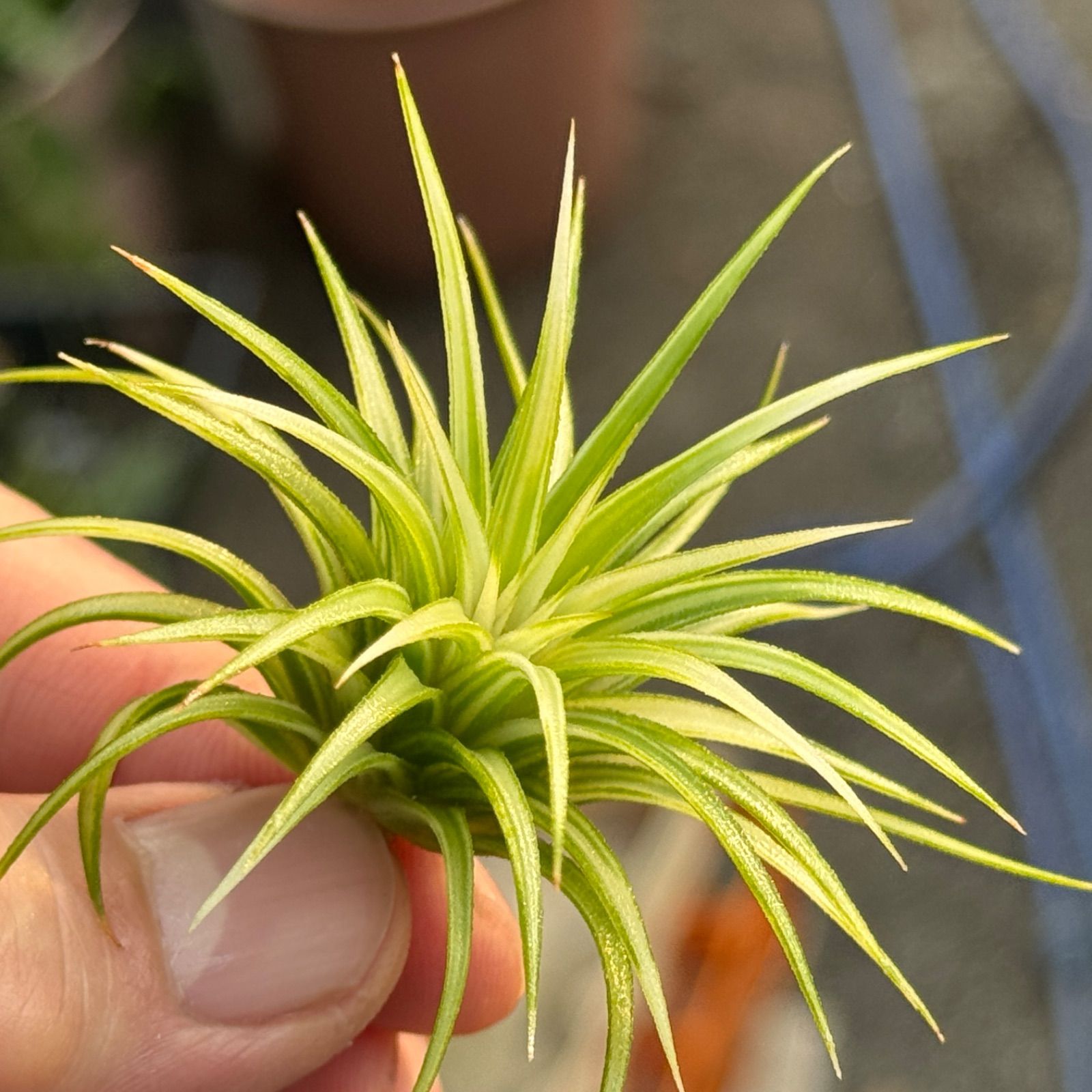 ionantha Albomarginata＊エアプランツ