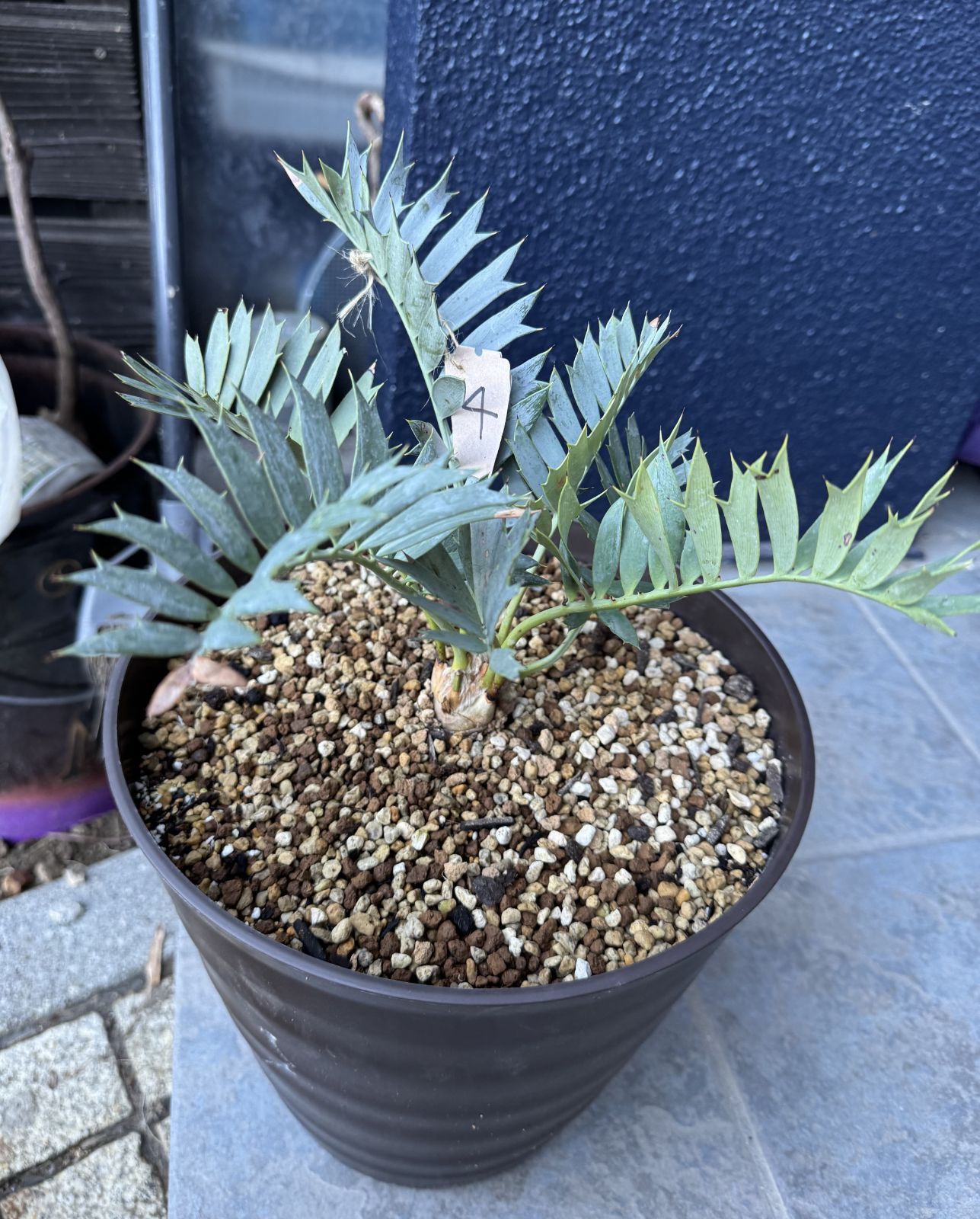 エンセファラルトス ホリダス No.4 優良個体