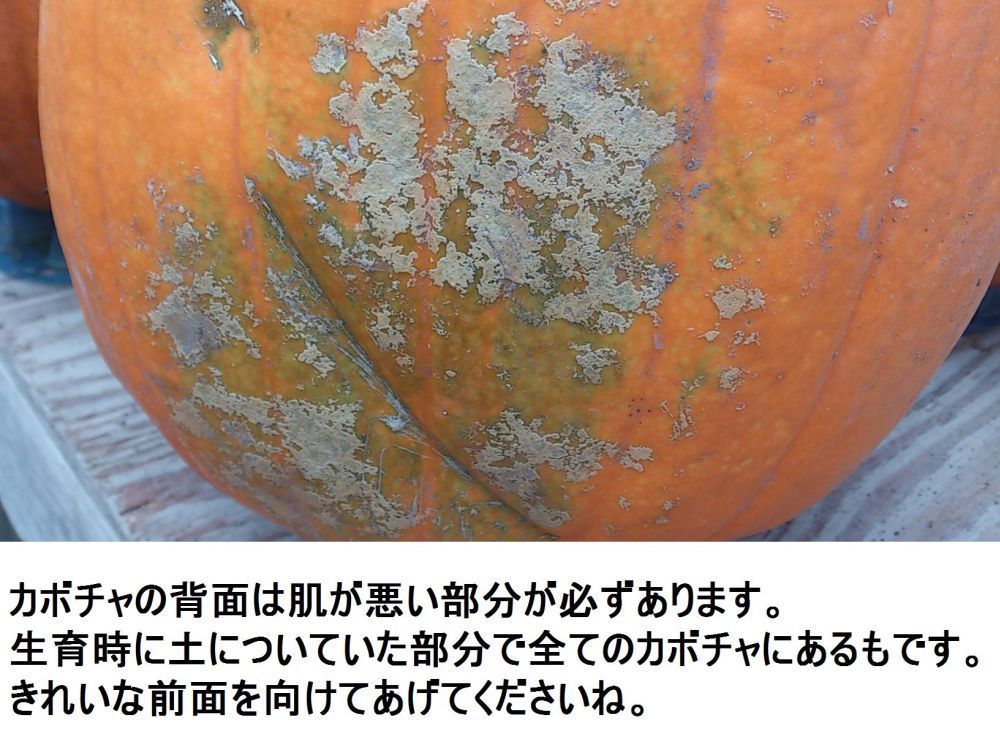 セット カボチャ専門農家農場直送