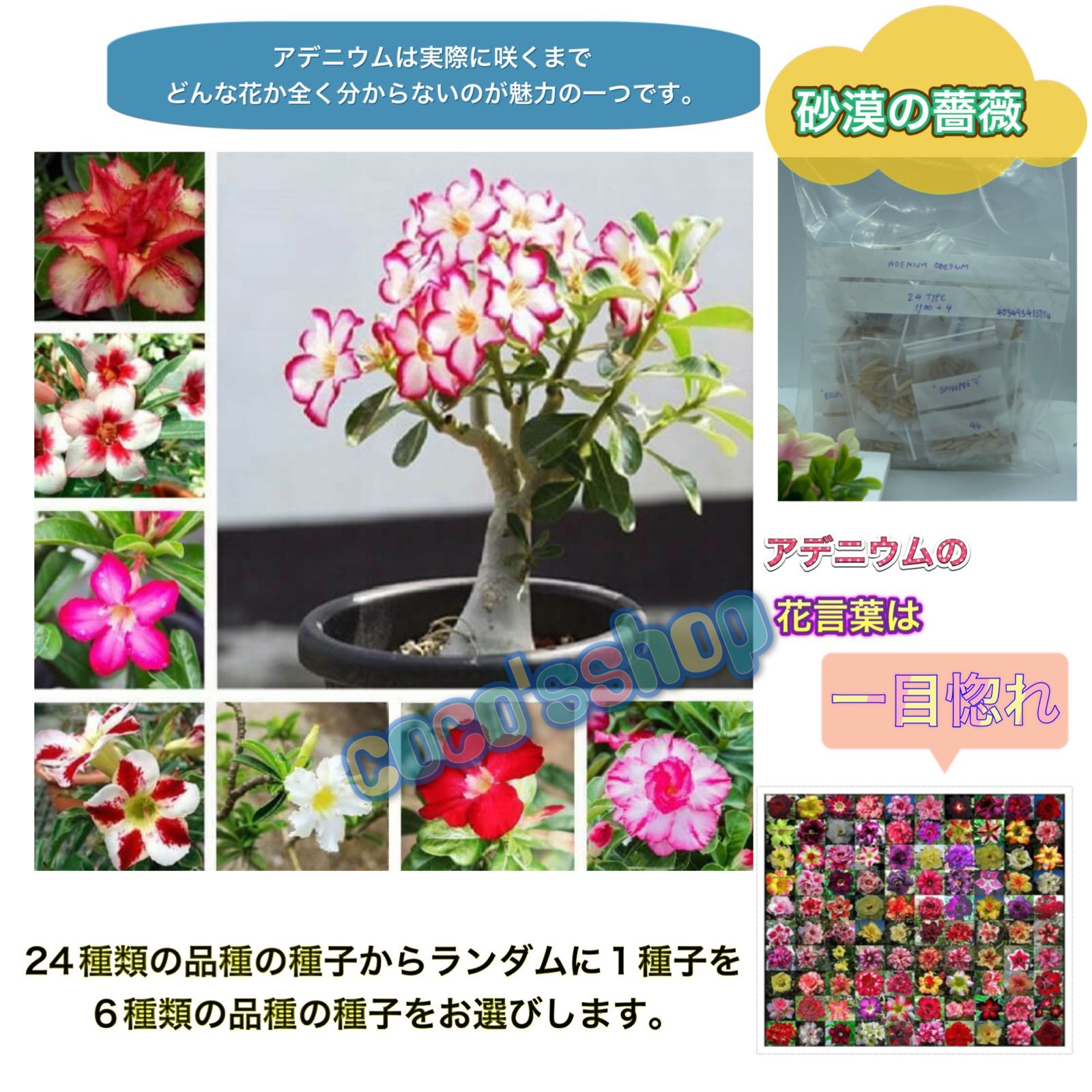 メルカリshops アデニウム オベスム 種子 6個 保証 1個 発芽促進剤 検疫済 塊根植物