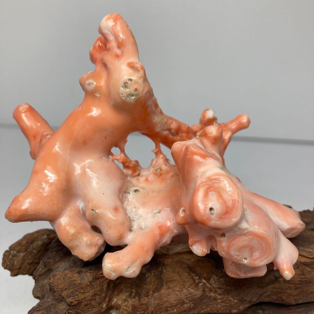 本桃色珊瑚 原木 重さ568g トコニ 東H5-0530 2F