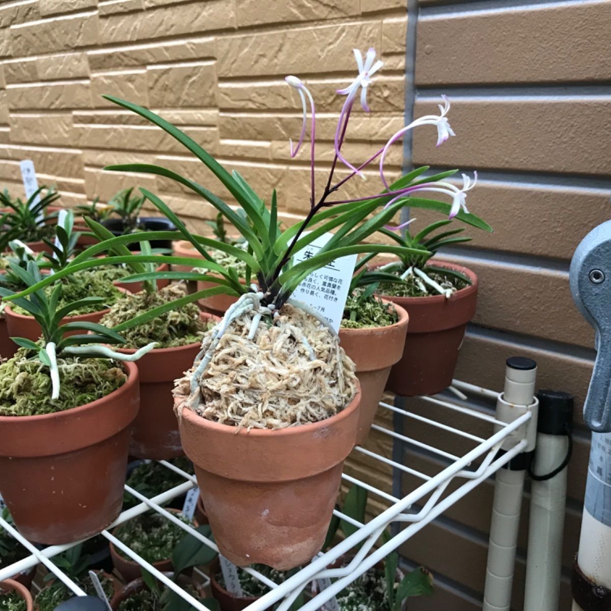 赤花(朱天王‼️) 全盛品種 富貴蘭 - メルカリ