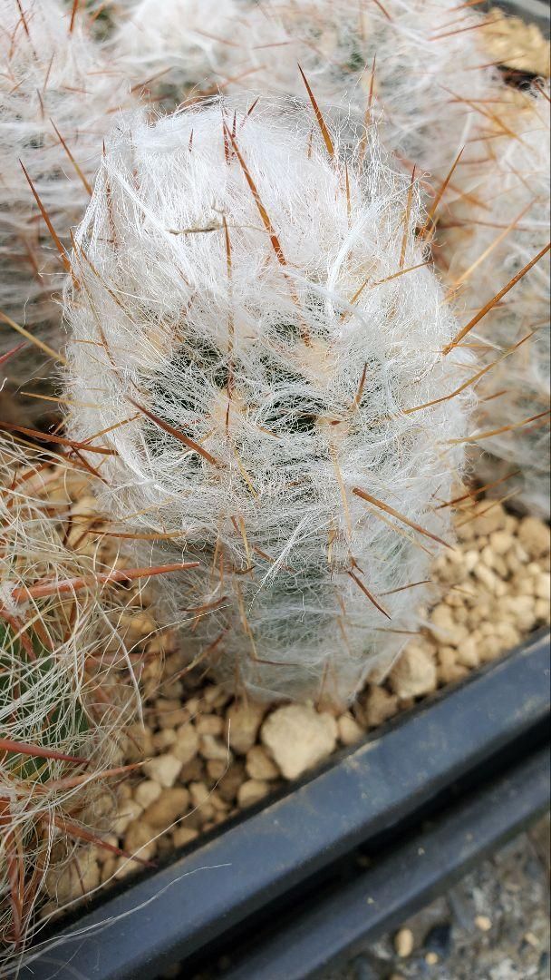 オレオケレウス 6種類2株ずつ