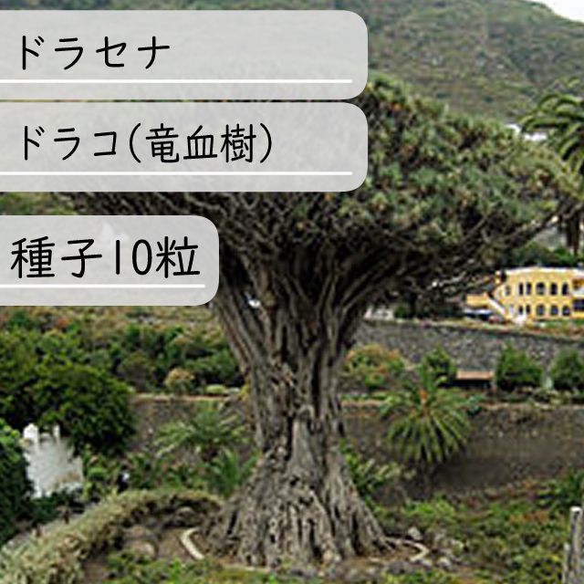 種子ドラセナドラコ Dracaena Draco 竜血樹 種子50粒 - 種・苗