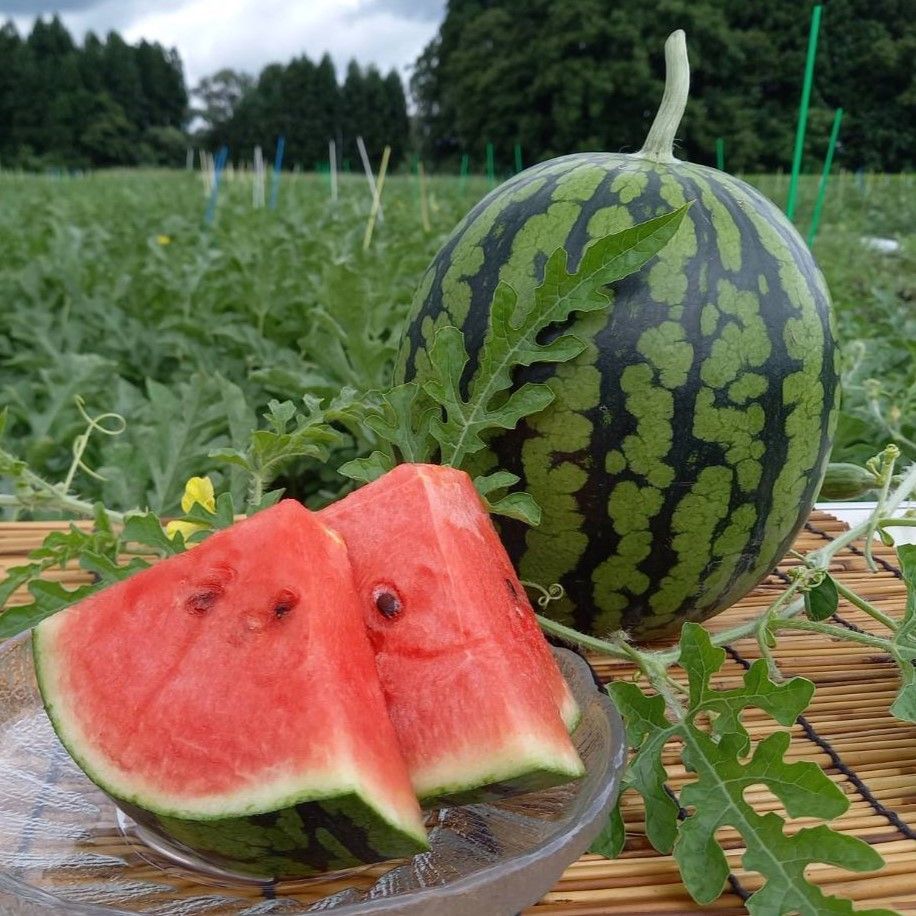 お盆・贈答用 メルカリ出品500回記念 秋田県産スイカ夏丸6キロ２玉 ...